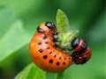 Захист рослин від колорадського жука